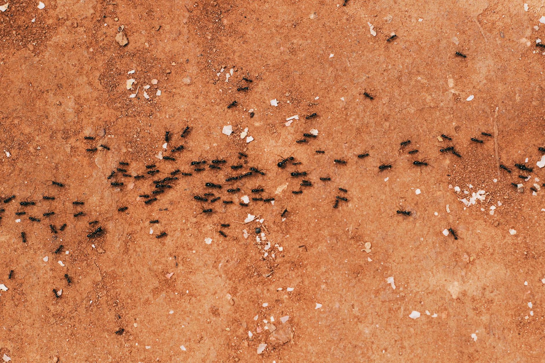 ant trails meaning