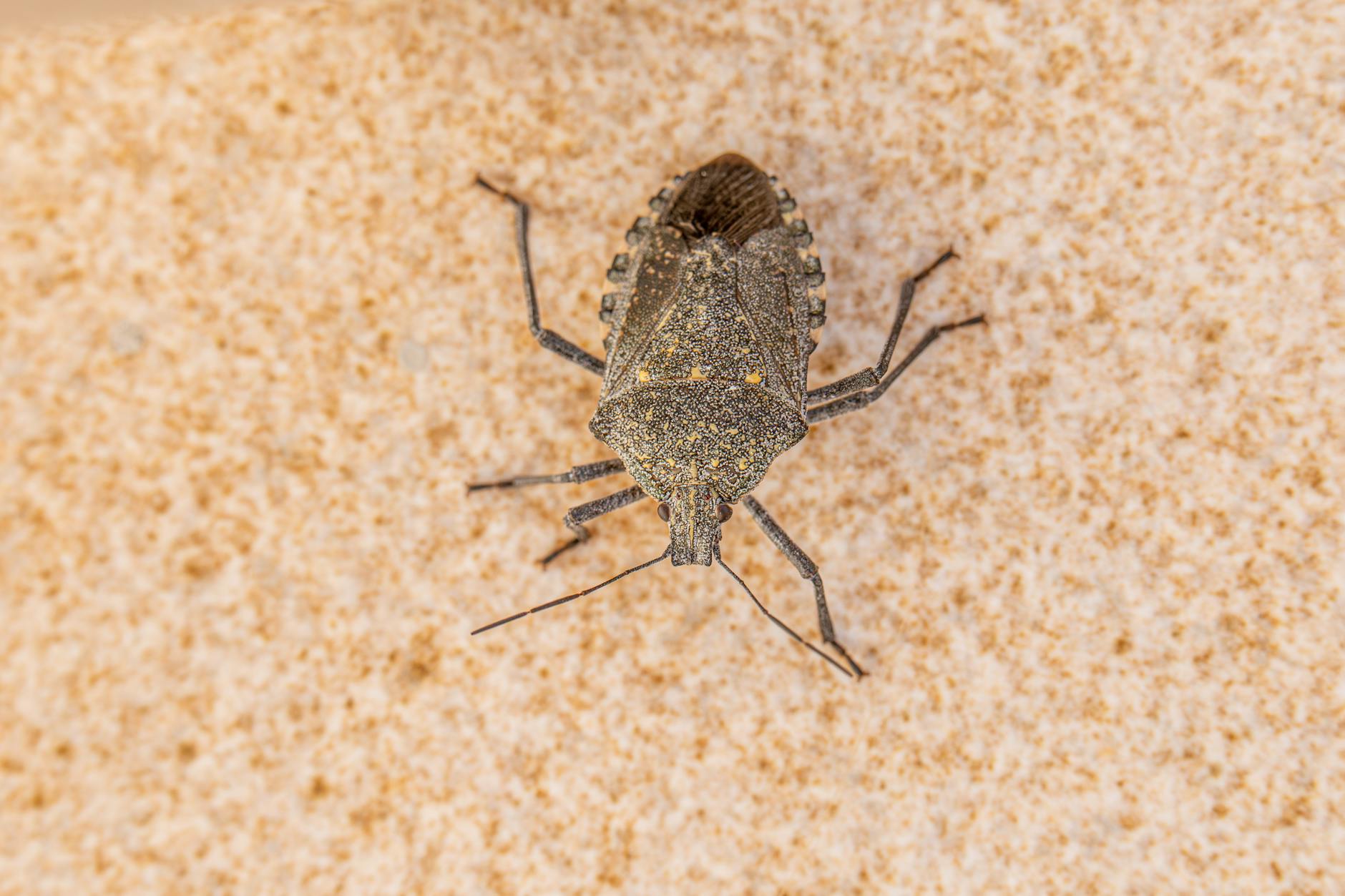 stink bug prevention tips