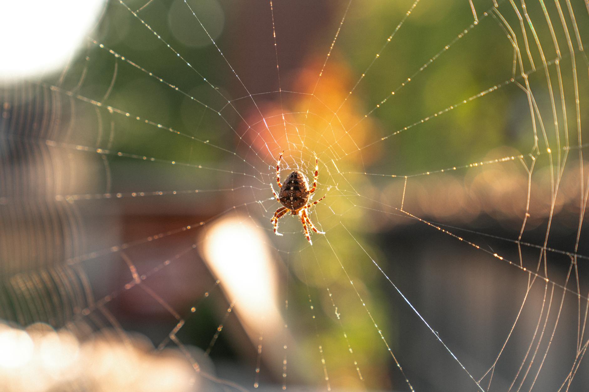 why are there so many spiders outside my house