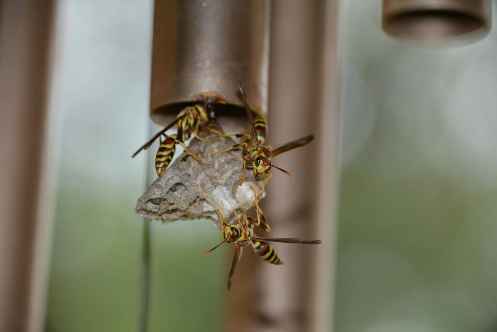 how long do wasps live