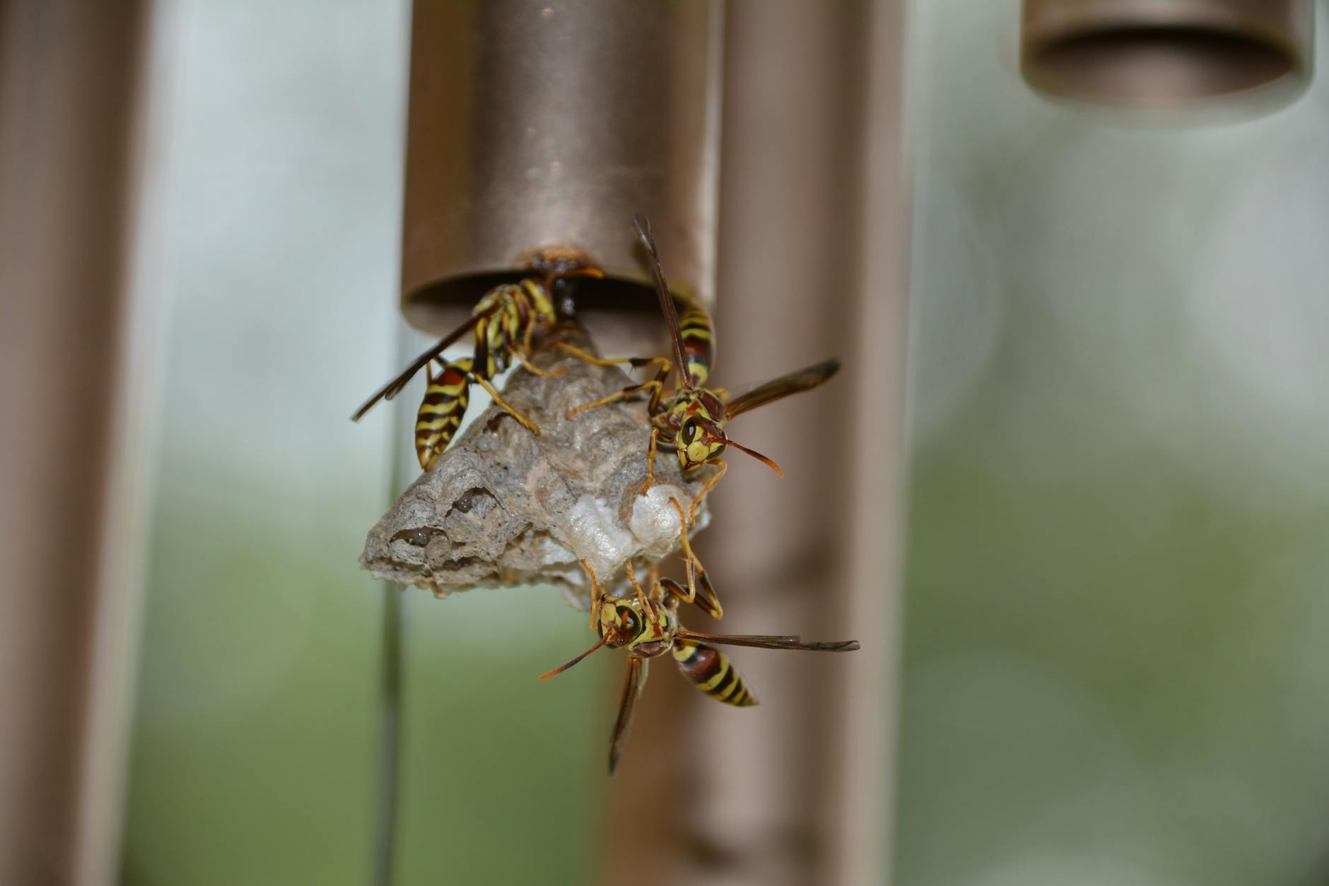 how long do wasps live