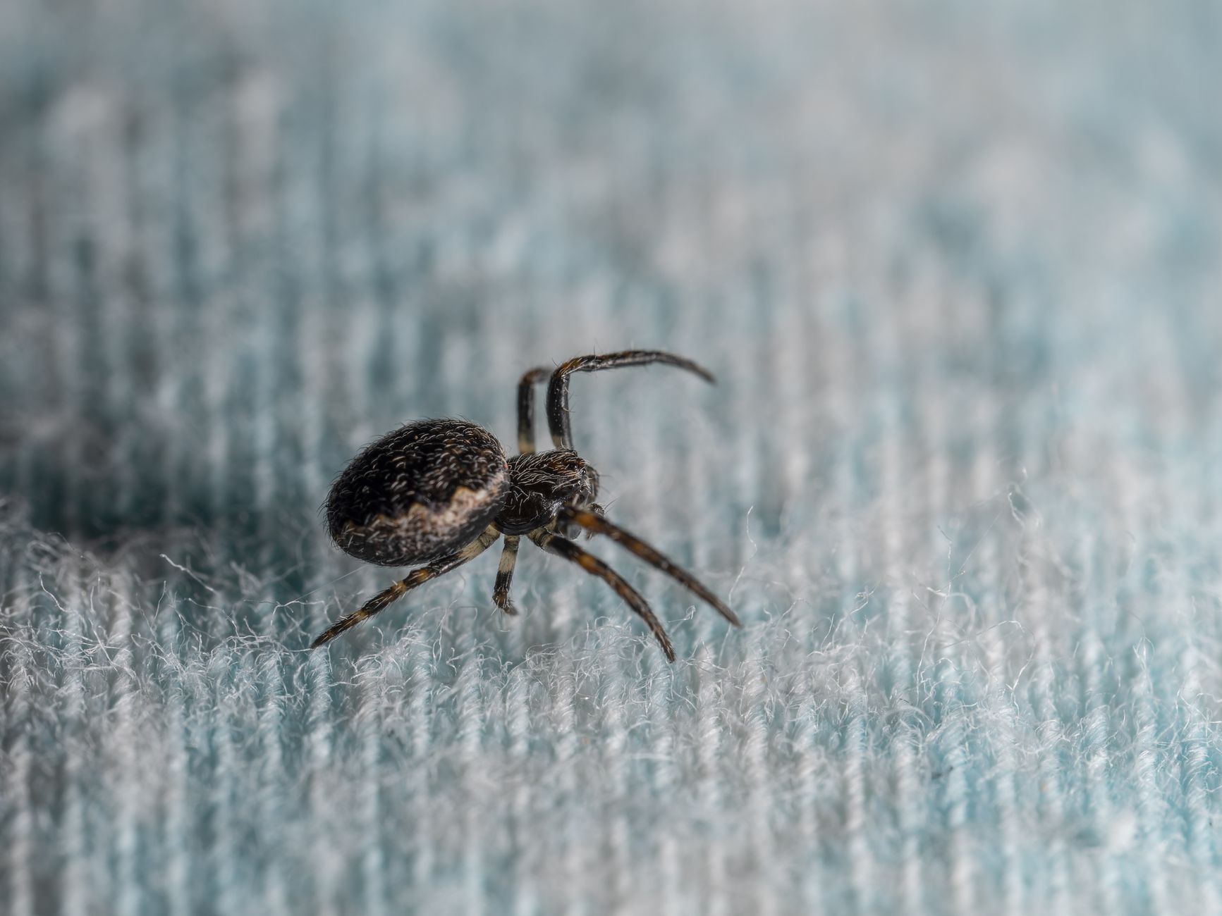 how spiders get inside house