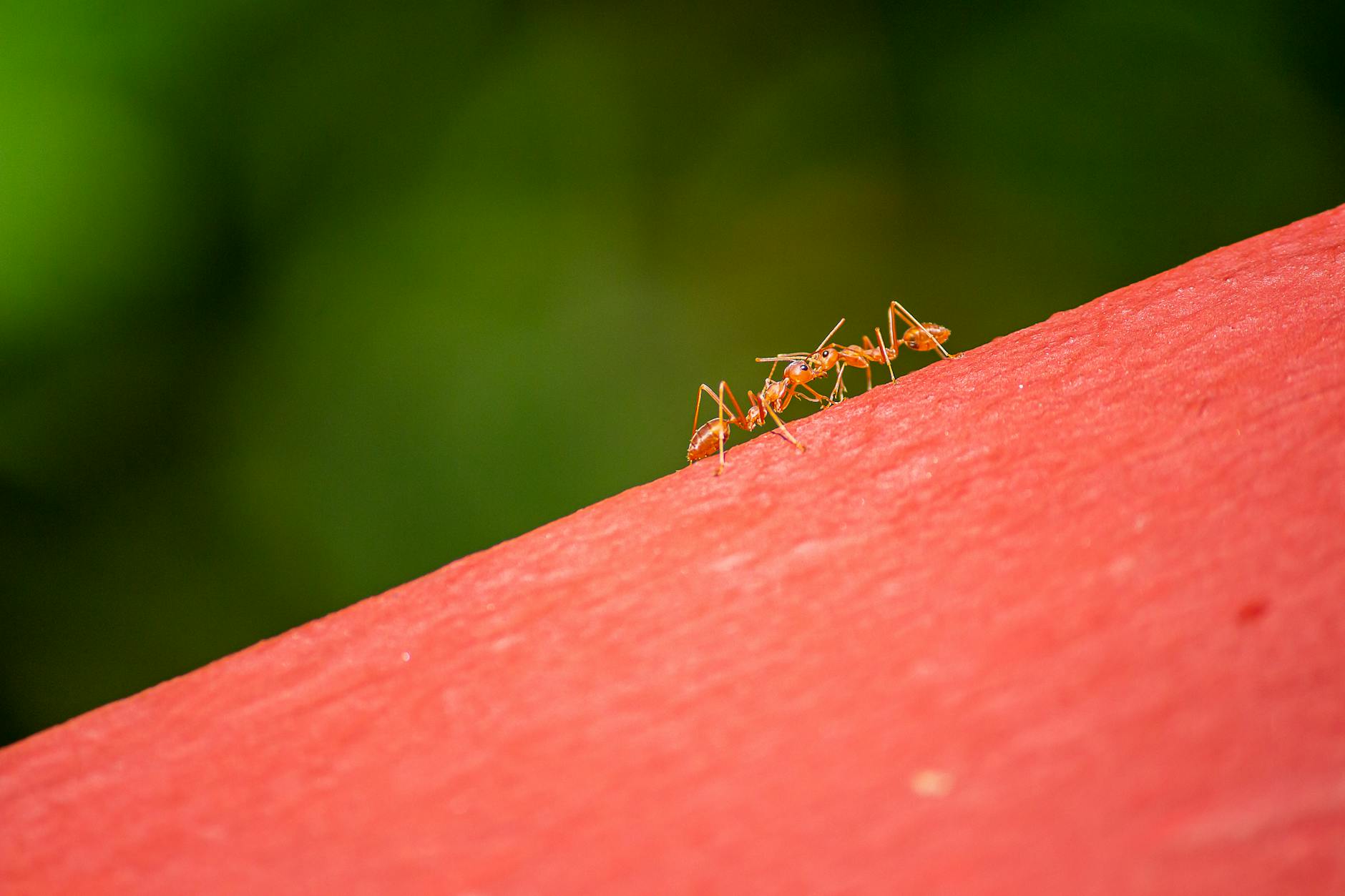 Two orange ants walking along a red wooden surface against a blurred green background
