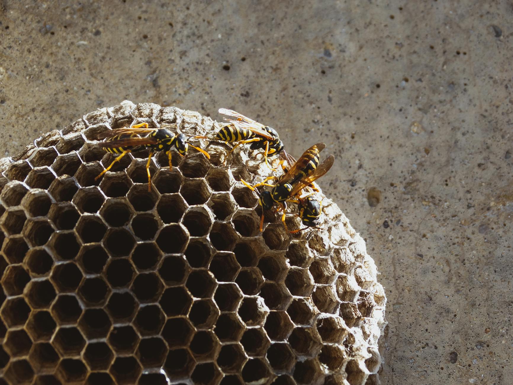 Three yellow-and-black wasps on a paper wasp nest with hexagonal cells against concrete