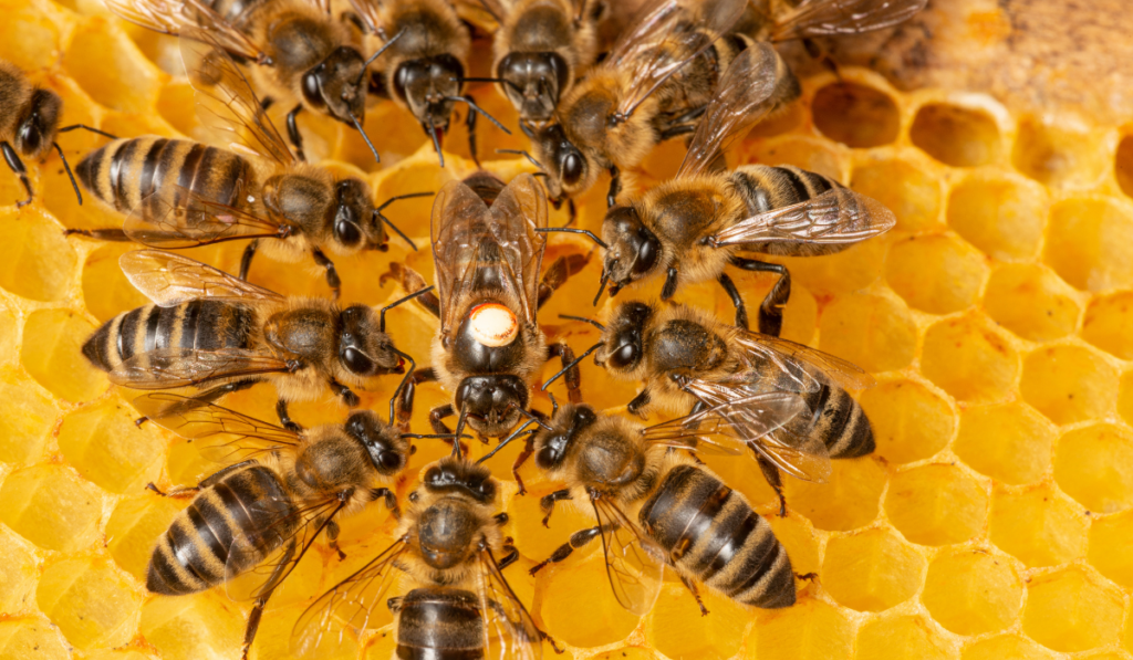 Honey bee with white marking at center surrounded by worker bees on yellow honeycomb