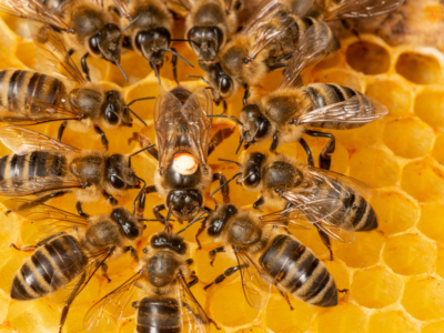 Honey bee with white marking at center surrounded by worker bees on yellow honeycomb