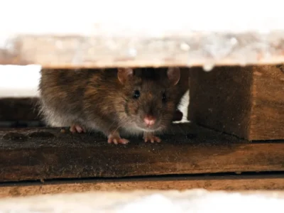 rodent during the day