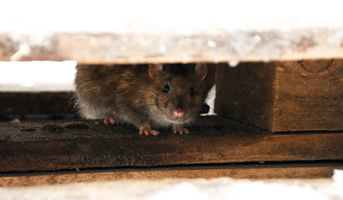 Small brown rodent peeking from a gap between wooden boards inside a structure