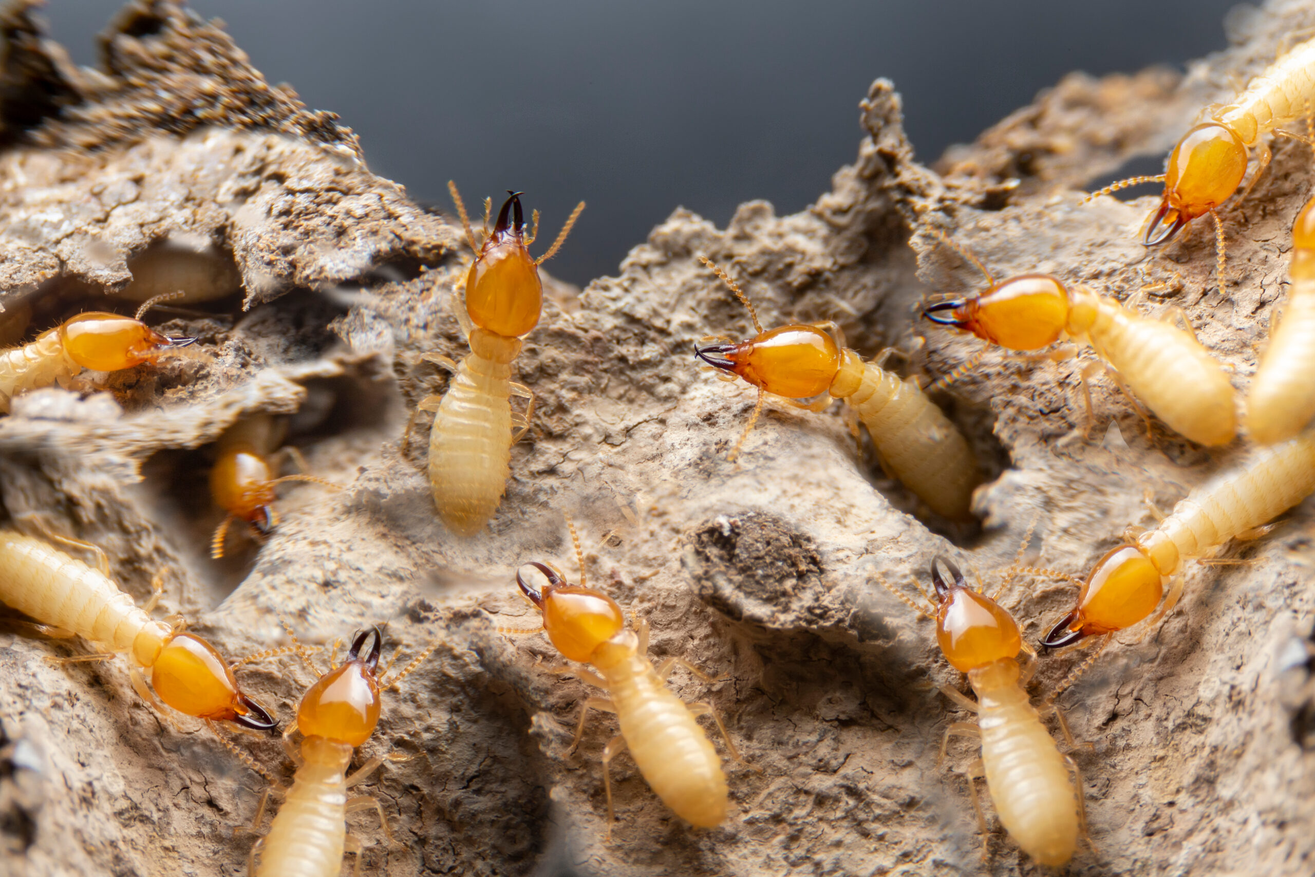 how to check for termites yourself