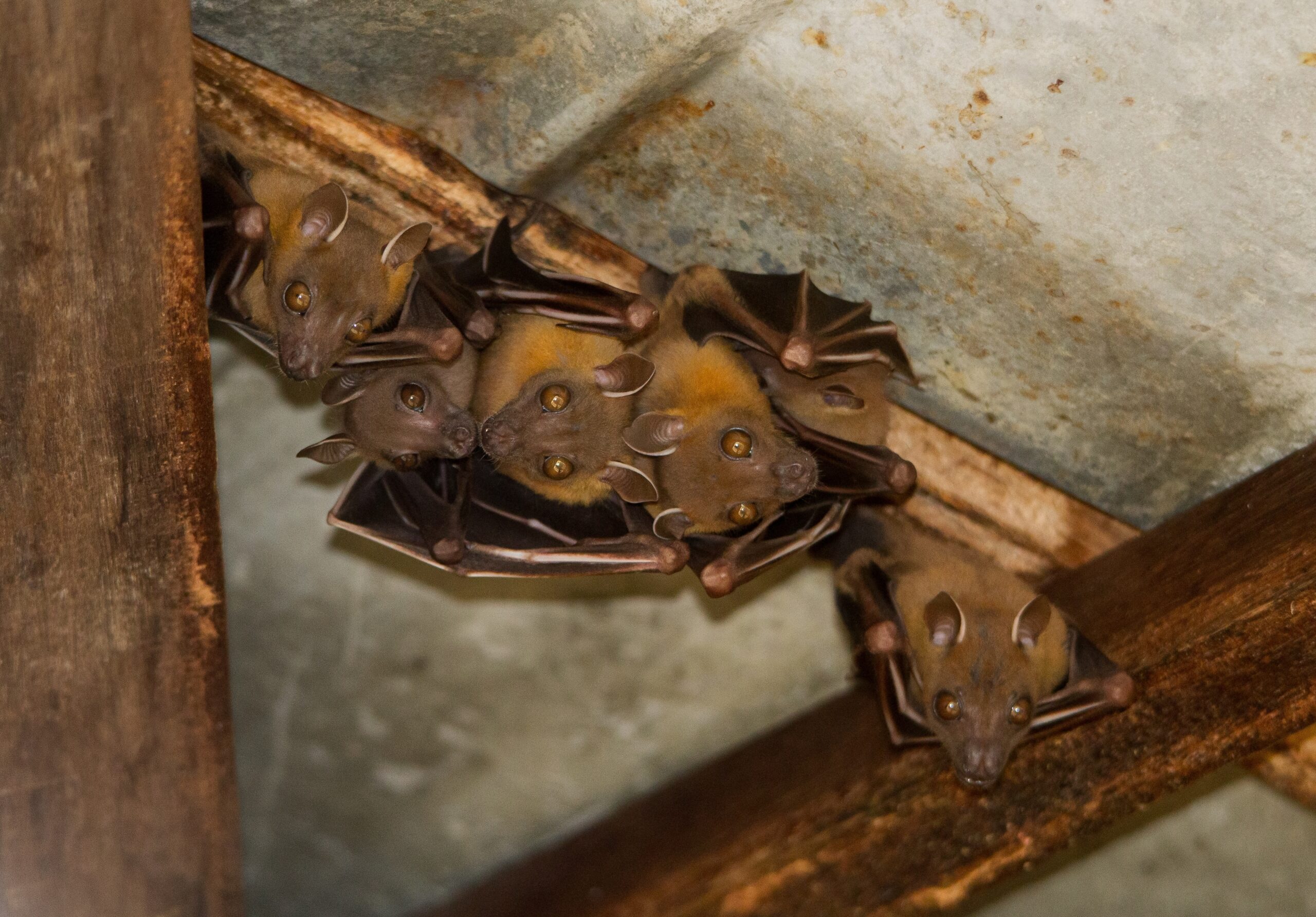 what attracts bats to attic