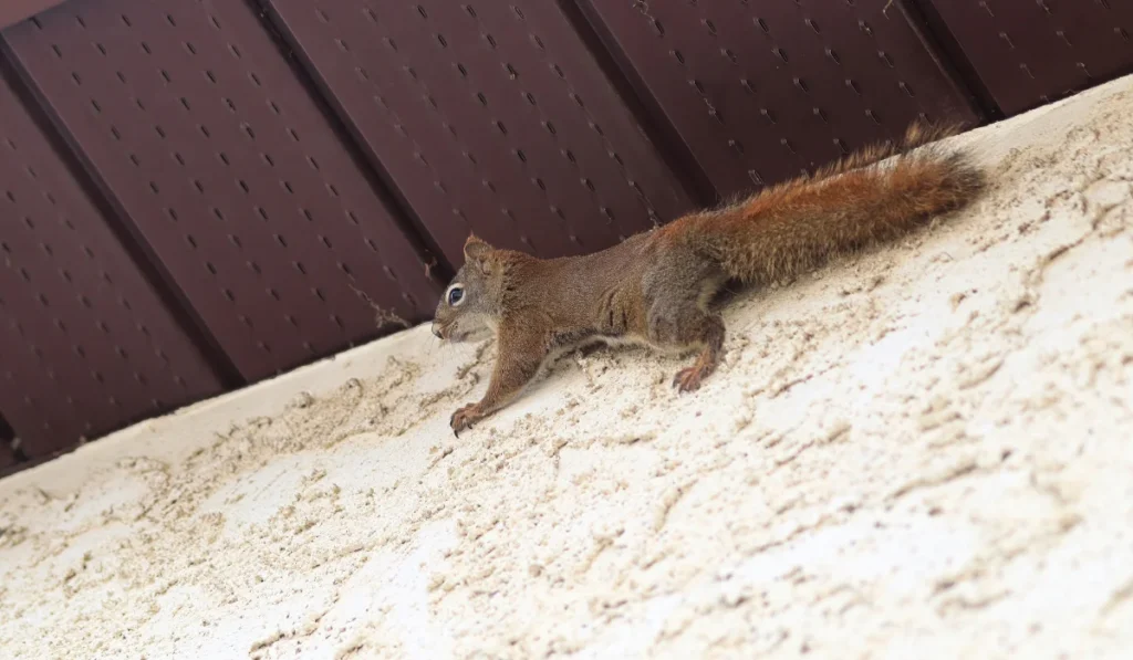squirrel climbing