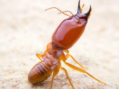 Close-up of a reddish-brown termite on a pale surface with mandibles raised
