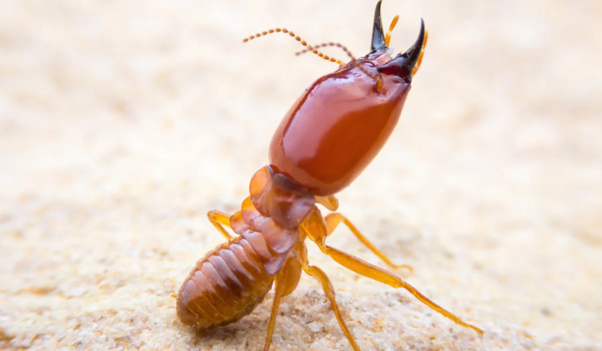 Close-up of a reddish-brown termite on a pale surface with mandibles raised