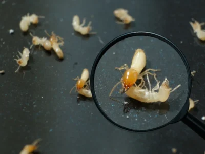 Close-up of pale termites on a dark surface with one termite magnified by a handheld magnifying glass