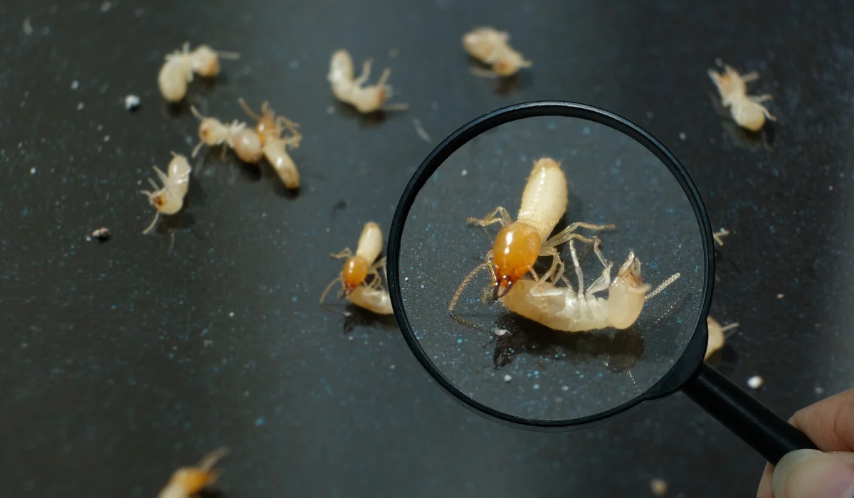 Close-up of pale termites on a dark surface with one termite magnified by a handheld magnifying glass