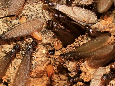 Cluster of winged reproductive termites with translucent wings on decaying wood