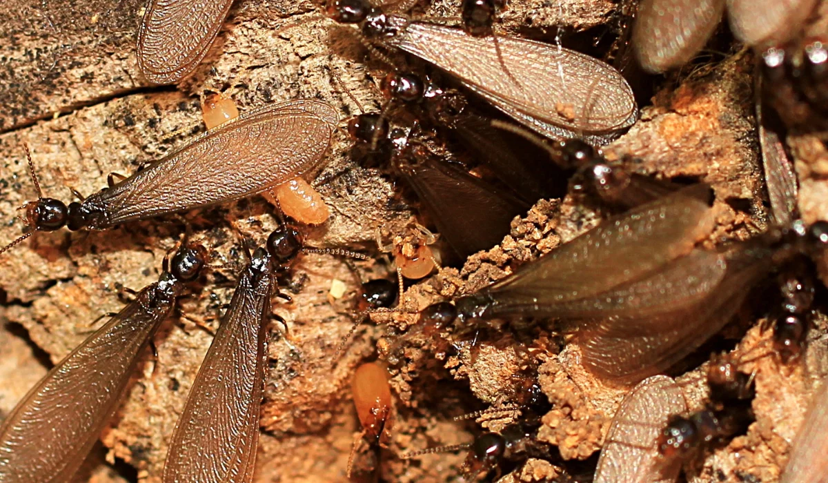 Cluster of winged reproductive termites with translucent wings on decaying wood