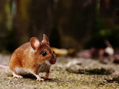 What Your House Secretly Advertises to Wildlife