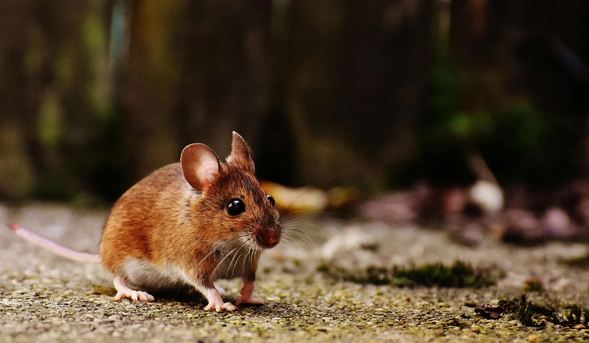 What Your House Secretly Advertises to Wildlife