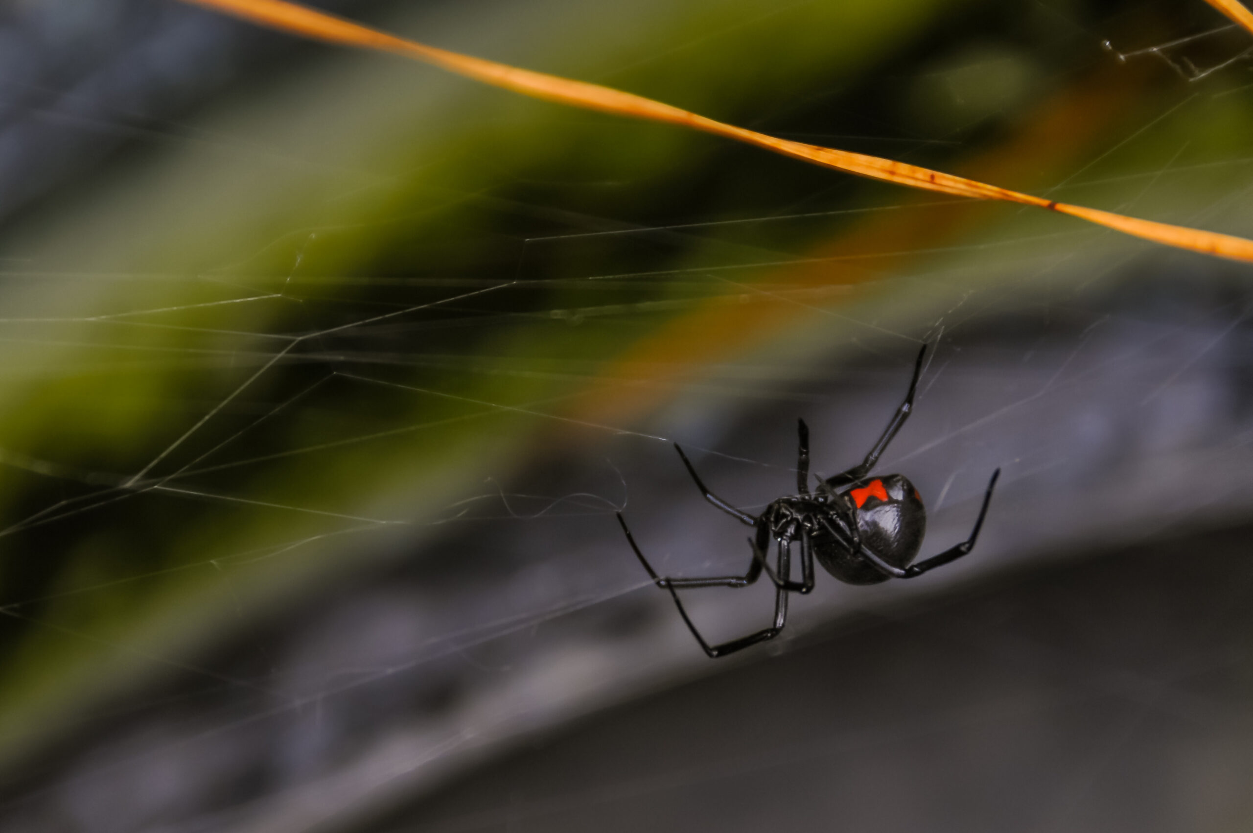 black widow in michigan