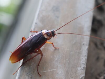 cockroaches in michigan