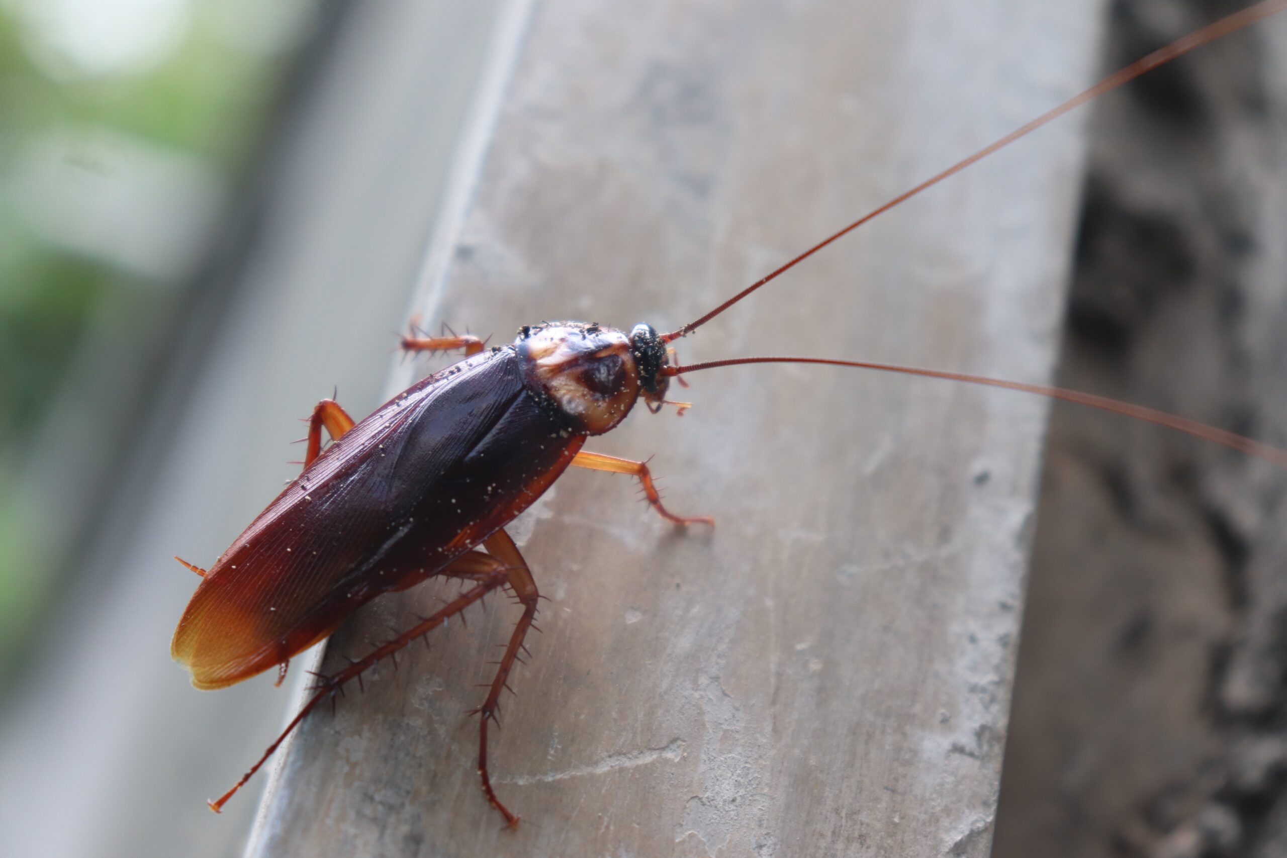 cockroaches in michigan