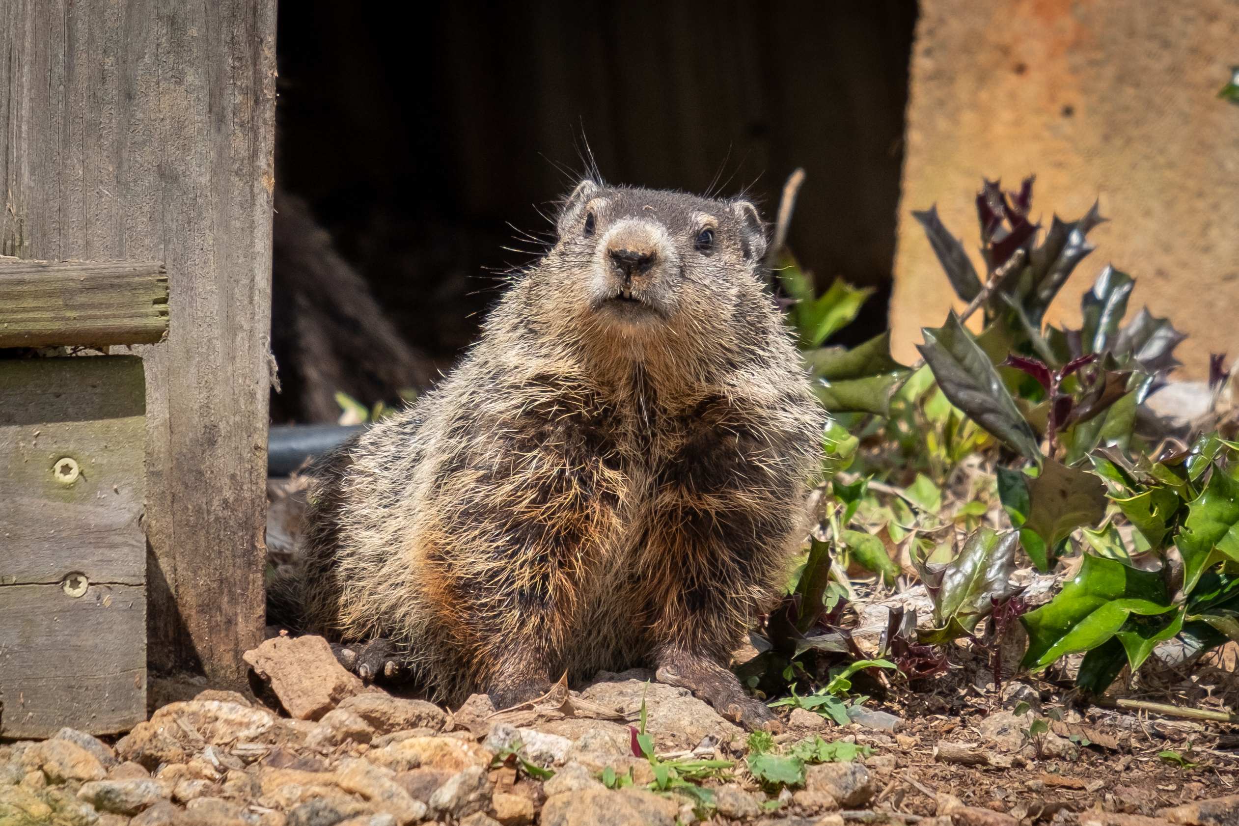 Groundhog peering from beneath a wooden deck among rocks and green plants