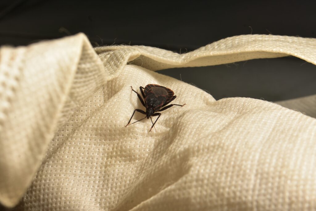 kissing bugs in michigan
