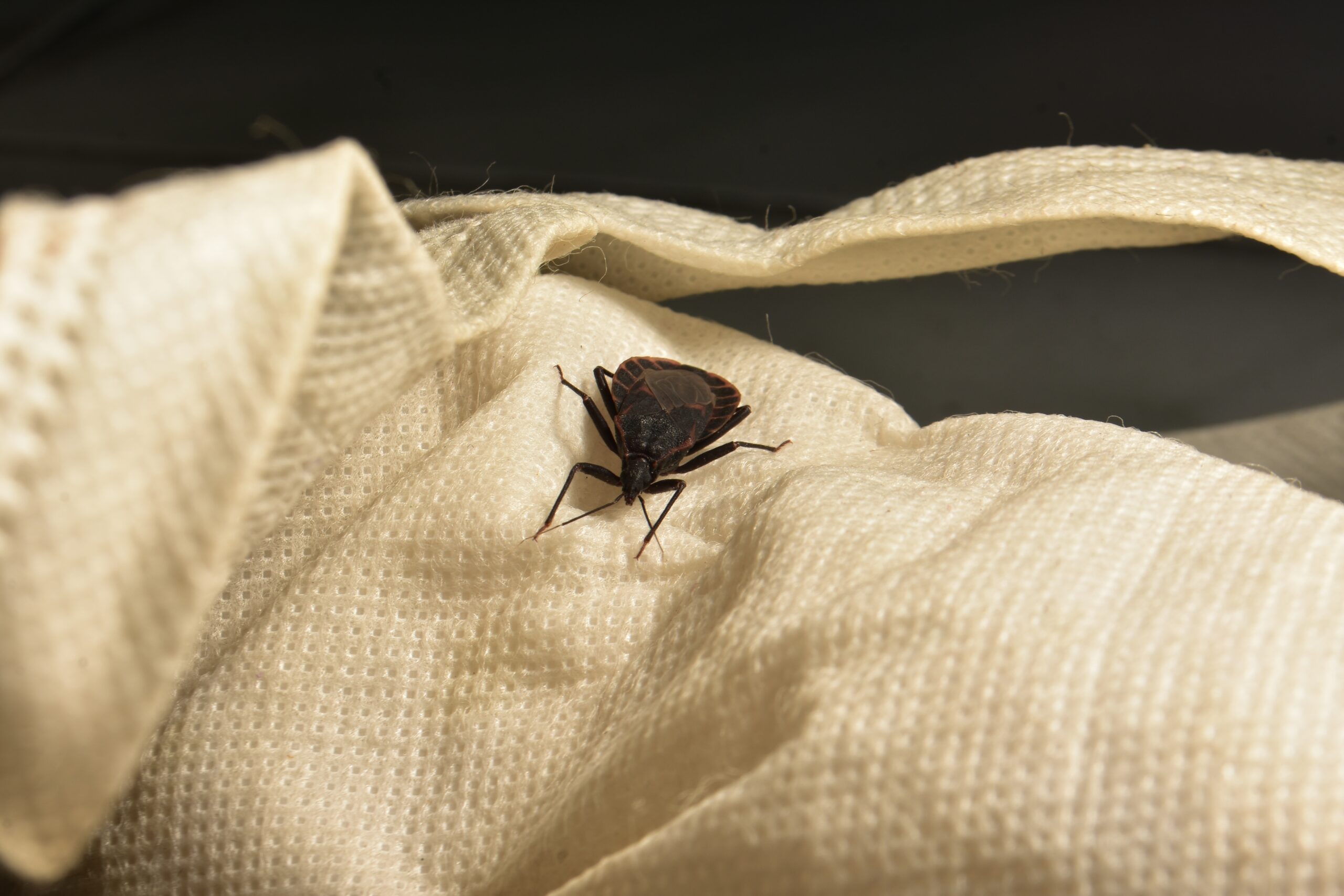 kissing bugs in michigan