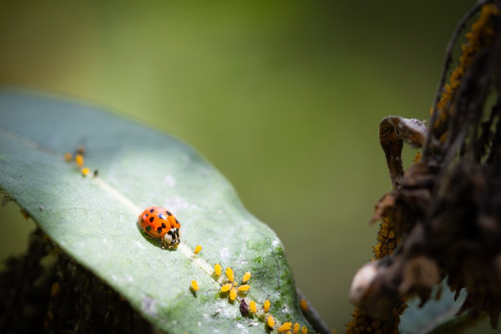 michigan beetles
