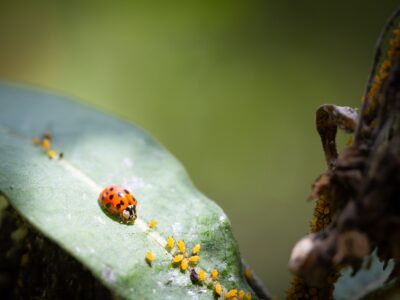 michigan beetles