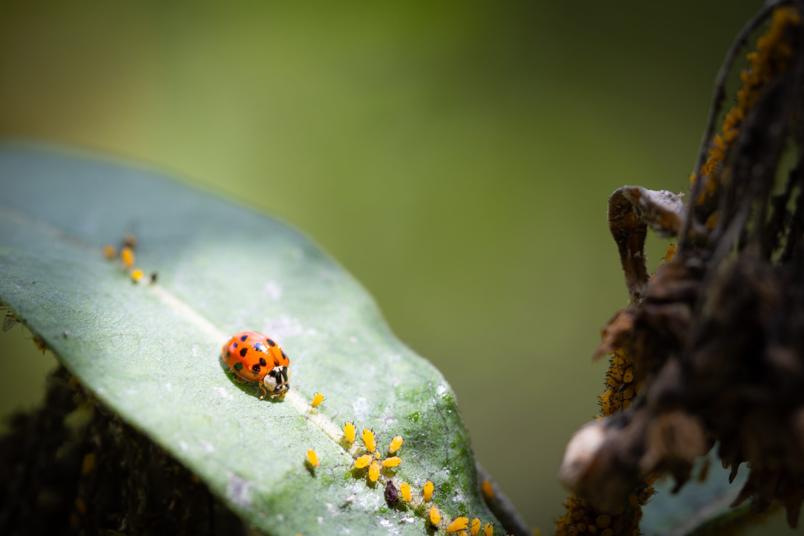 michigan beetles