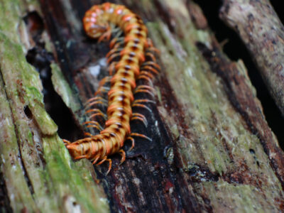 centipede in michigan
