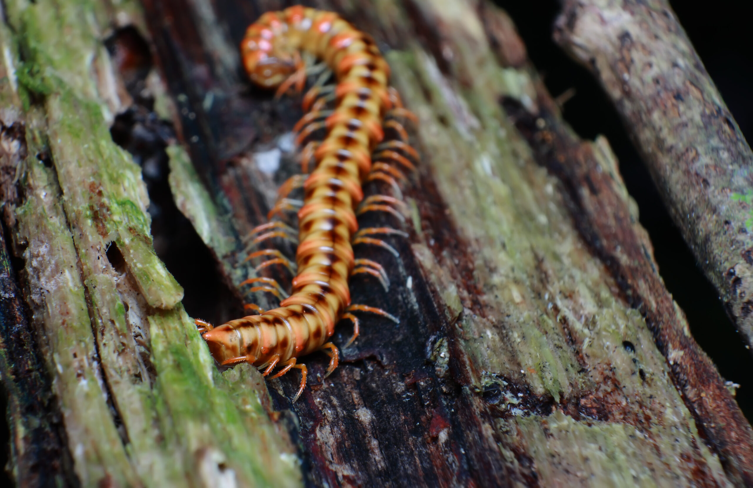 centipede in michigan