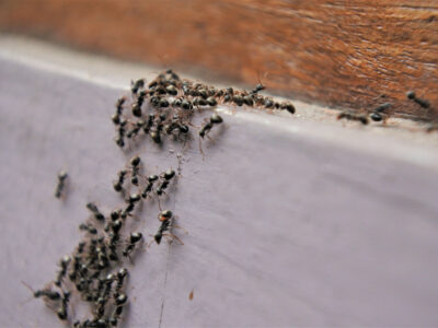 pest control kalamazoo