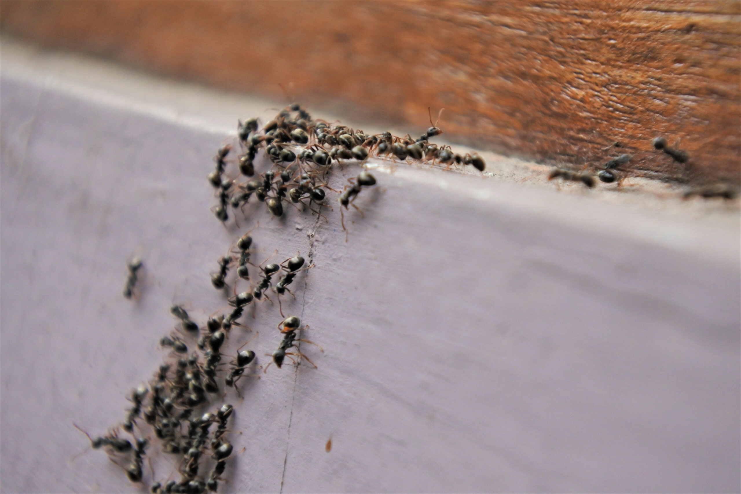 pest control kalamazoo