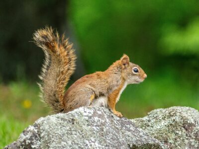 squirrels in michigan