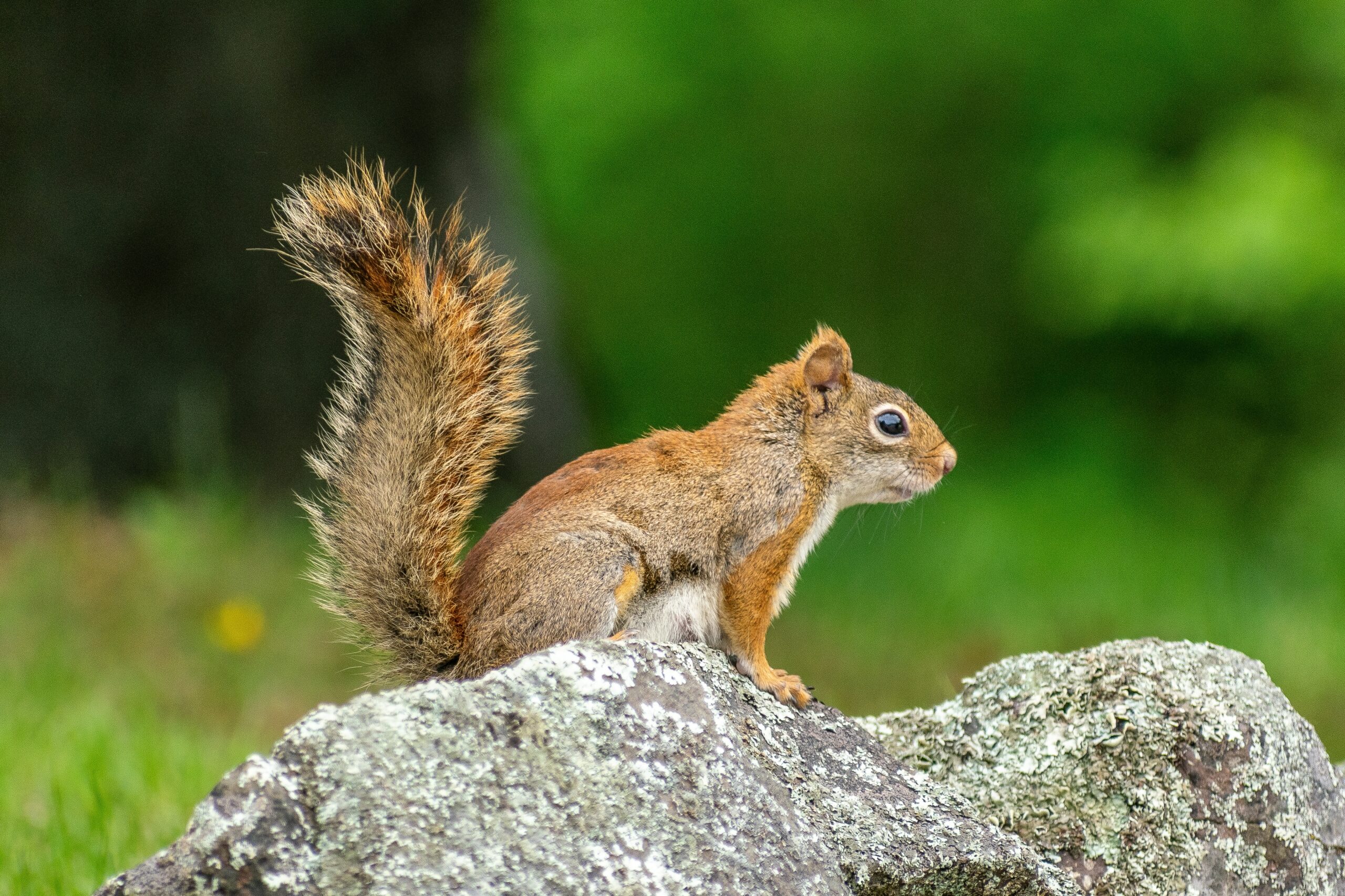 squirrels in michigan