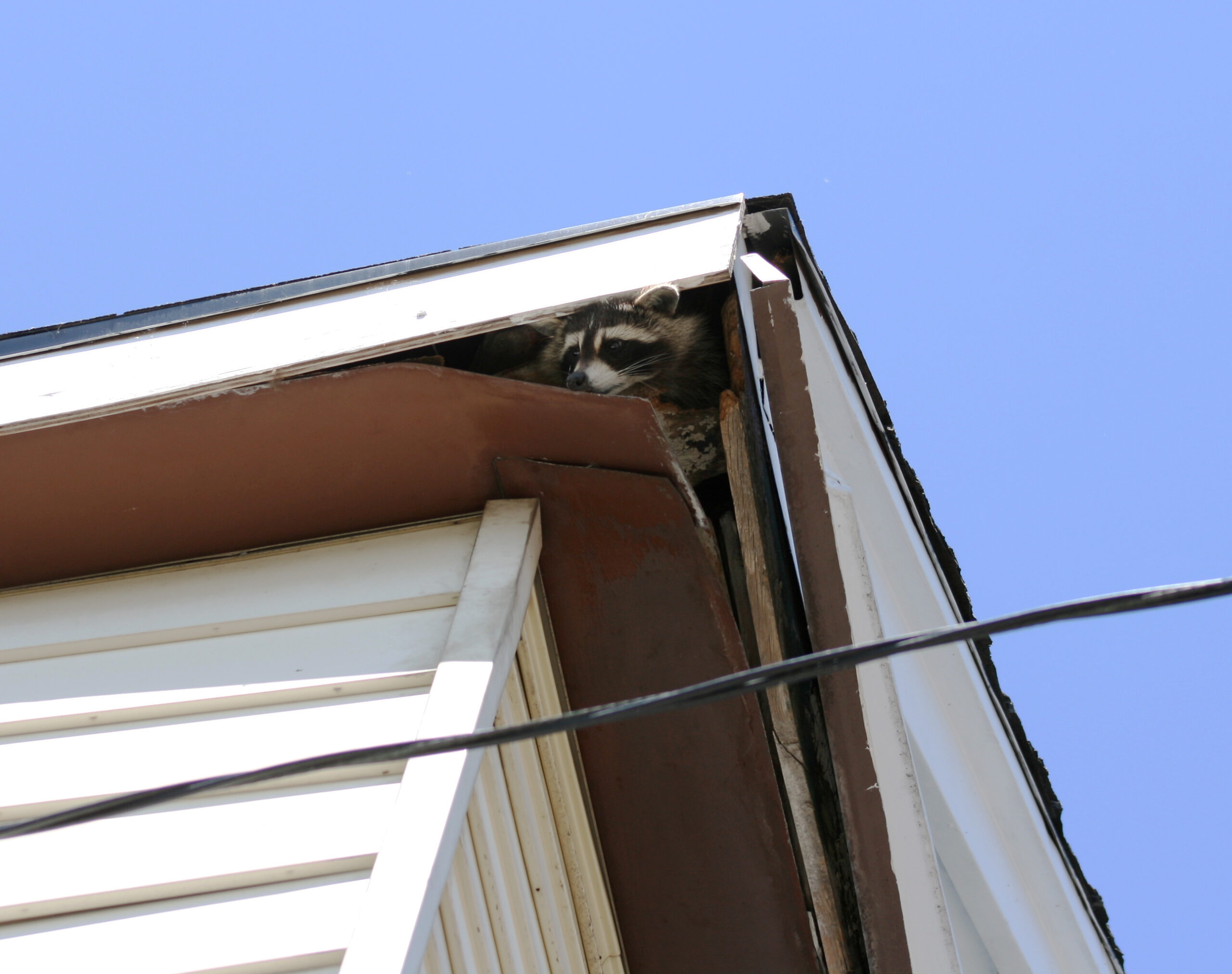 raccoon in the attic