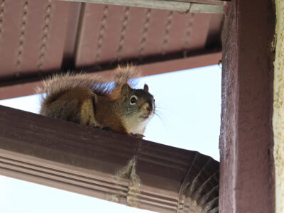 squirrel into attic