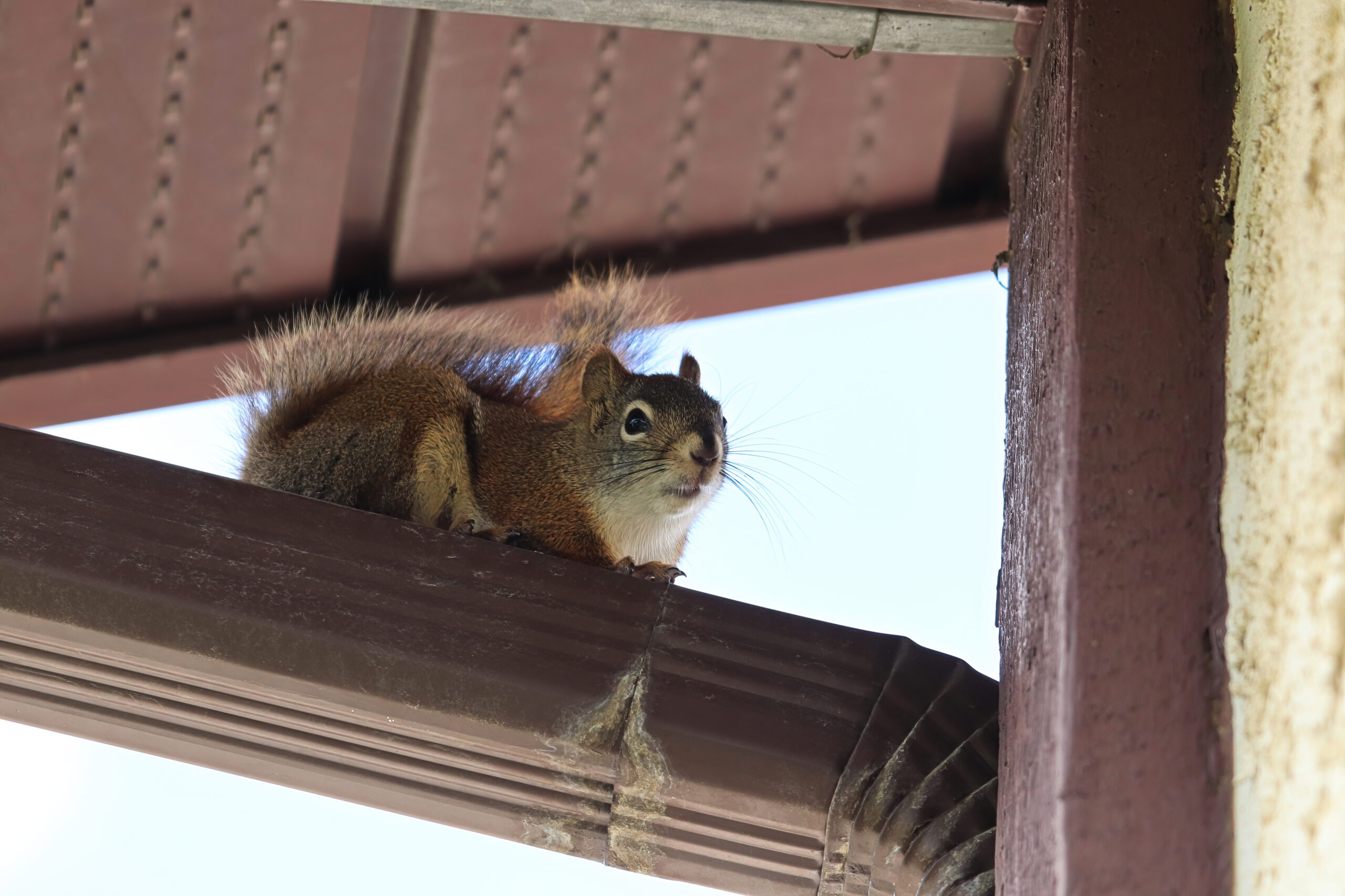 squirrel into attic