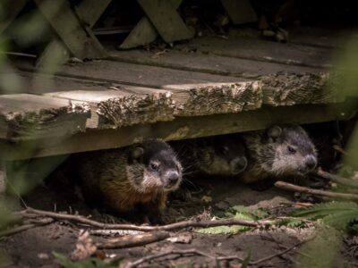 woodchuck burrows under a shed