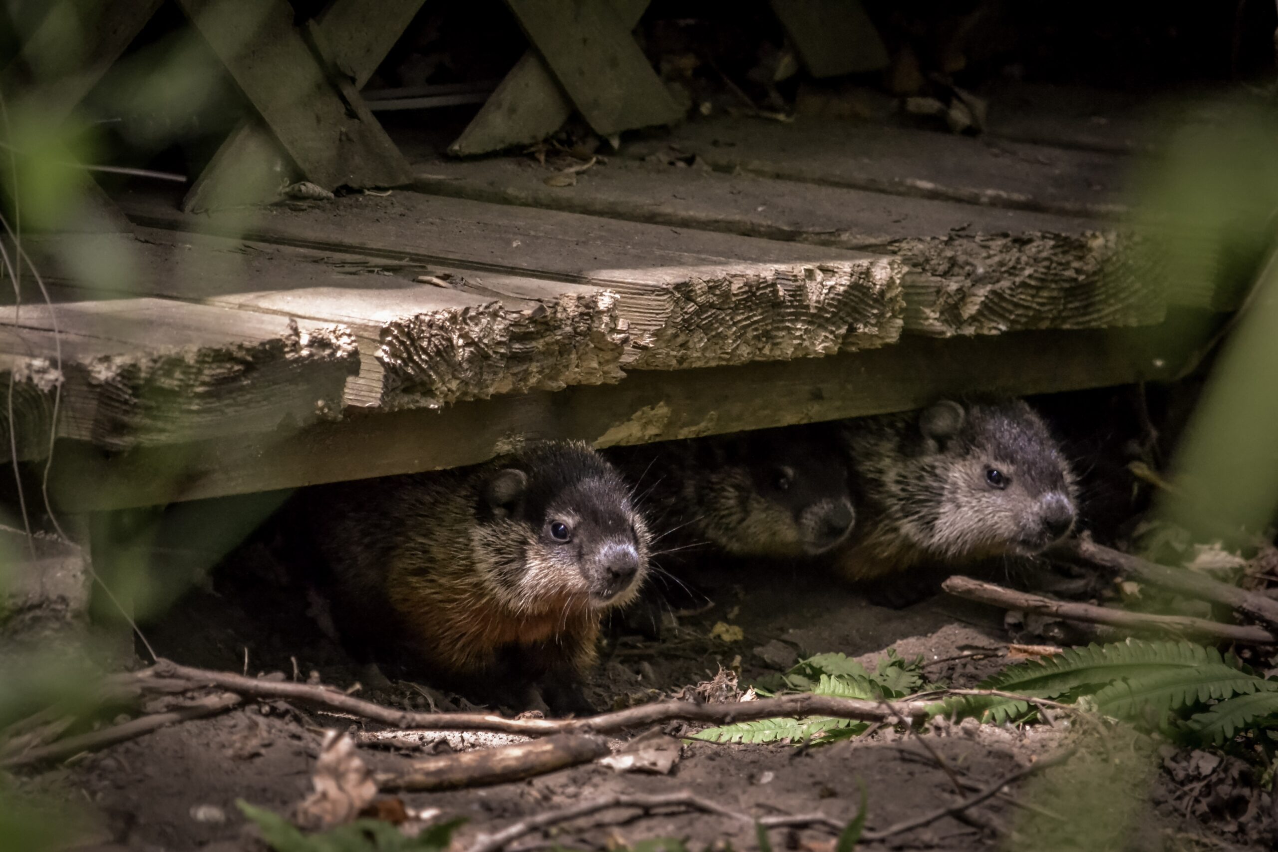 woodchuck burrows under a shed