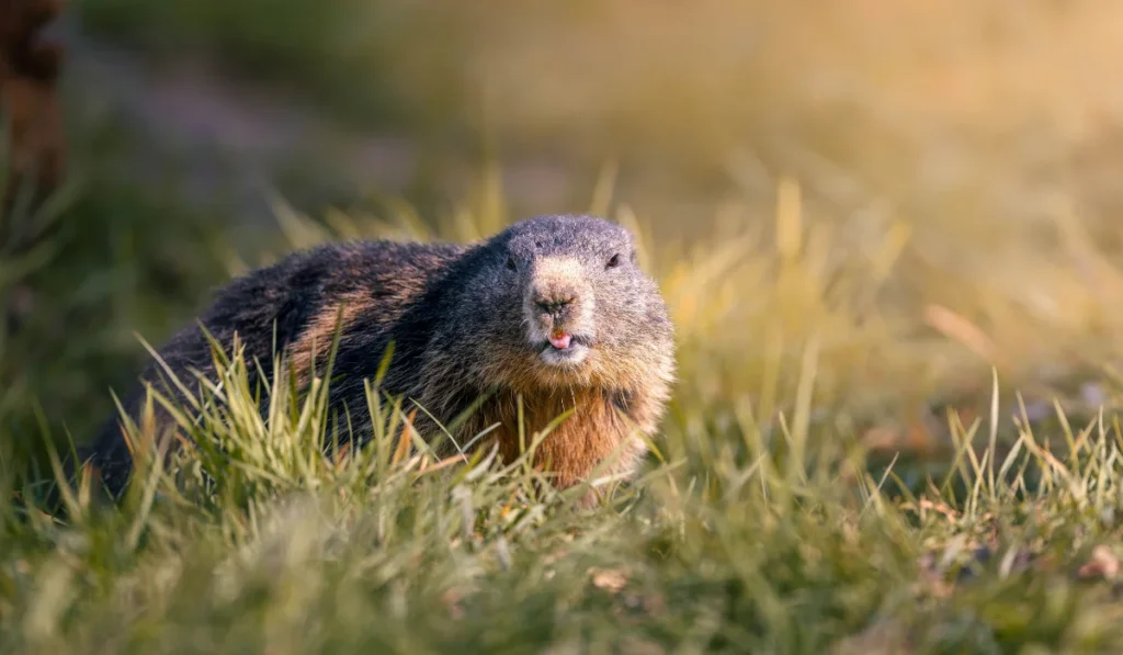 A groundhog in a grassy field under warm sunlight, showcasing its natural habitat