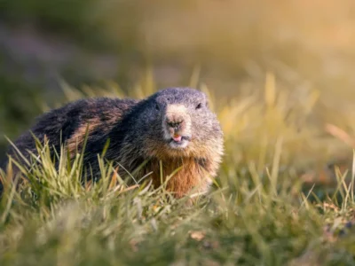 A groundhog in a grassy field under warm sunlight, showcasing its natural habitat