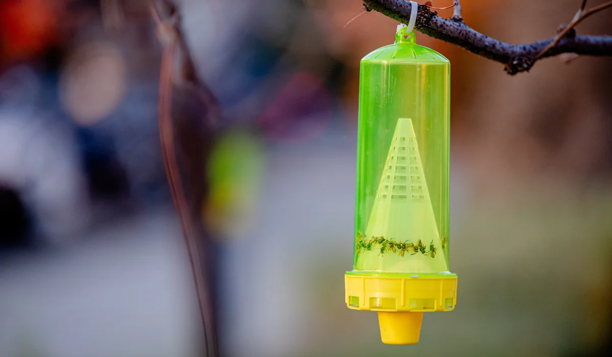 Green and yellow hanging yellow-jacket trap suspended from a branch with trapped insects near the base