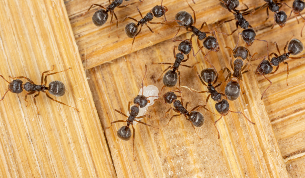 A swarm of black ants whose nest was accidentally dismantled became very aggressive and were busy lifting the eggs and larvae.