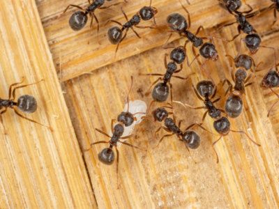 Several small black ants on a wooden surface, one carrying a white egg or larva