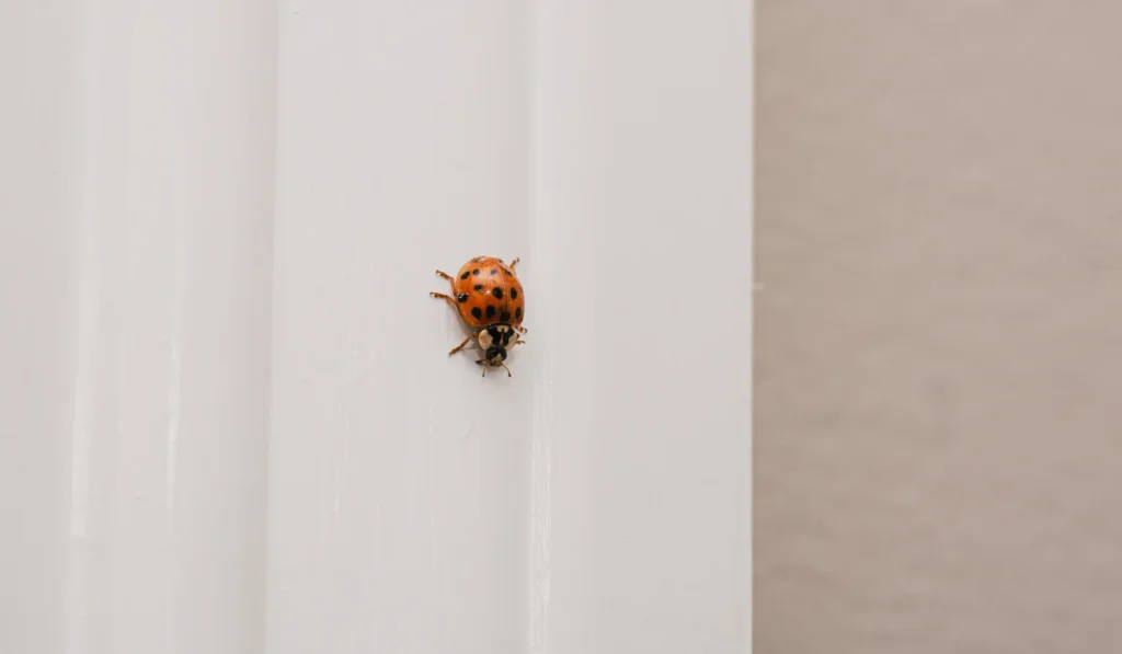 Asian lady beetle crawling down a white window frame