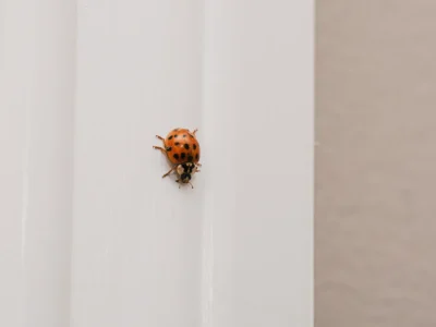 Asian lady beetle crawling down a white window frame